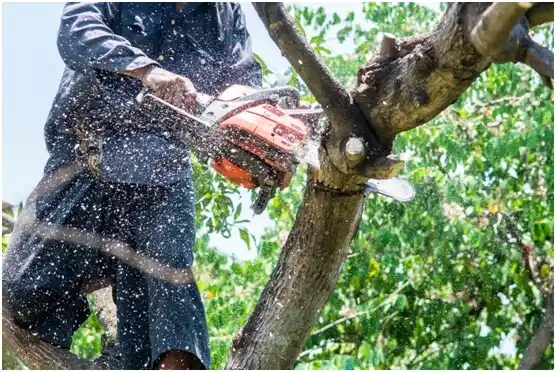 tree services Bremond